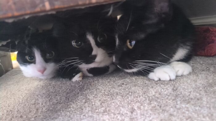 Three tuxedo cats huddling under a piece of furniture, showcasing their adorable and sophisticated markings.