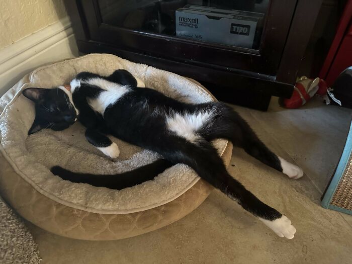 Tuxedo cat lounging humorously in a relaxed posture on a pet bed.