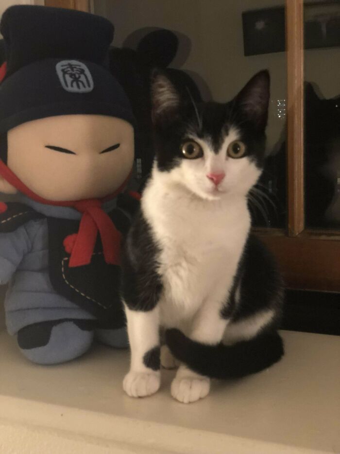 Tuxedo cat sitting next to a plush doll, looking sophisticated and playful.