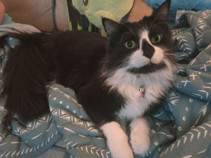 Tuxedo cat lounging on a patterned blanket, displaying a sophisticated yet playful look.
