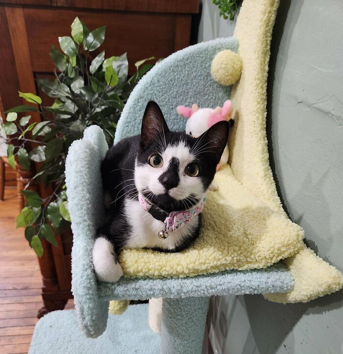 Tuxedo cat lounging on cat tree, wearing a pink collar with a bell, looking sophisticated and playful.