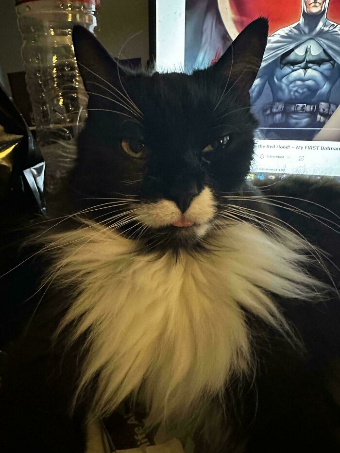 Tuxedo cat with a fluffy white chest poses humorously in front of a screen showing a superhero.