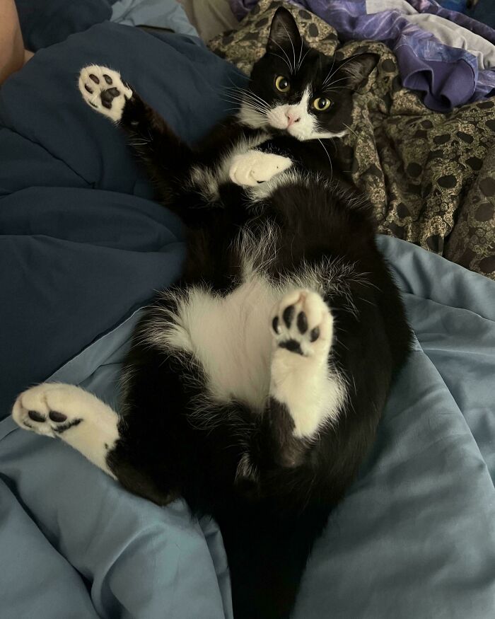 Tuxedo cat lounging playfully on a bed, showing off its cute belly and paws.