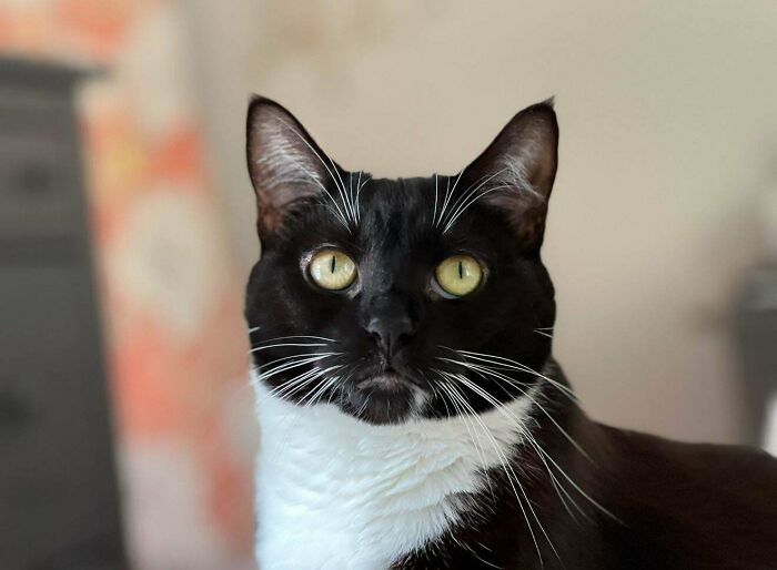 Tuxedo cat with striking yellow eyes and a sophisticated expression.