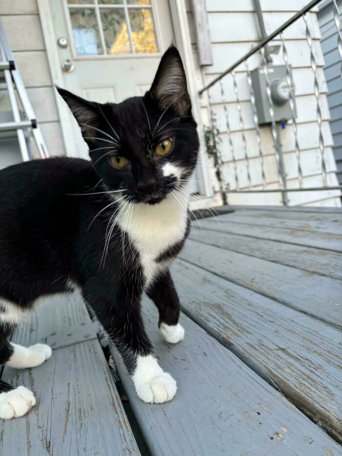Tuxedo cat looking sophisticated on a wooden porch.
