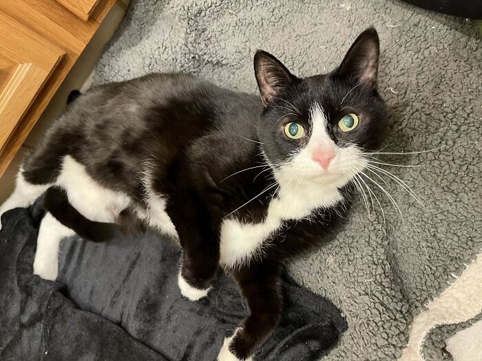 Tuxedo cat lying on a soft gray blanket, looking up with an amusing expression.