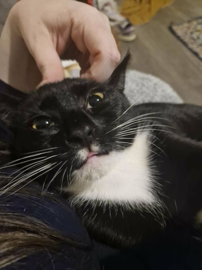 Tuxedo cat getting a head scratch, looking playfully sophisticated with its tongue slightly out.