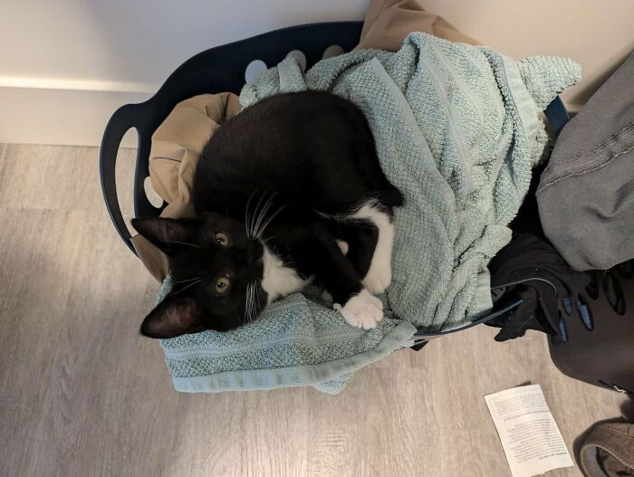 Tuxedo cat nestled in a laundry basket filled with towels, looking up adorably.