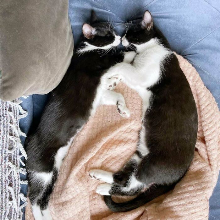 Two tuxedo cats lying together on a soft pink blanket, creating a sophisticated and adorable scene.