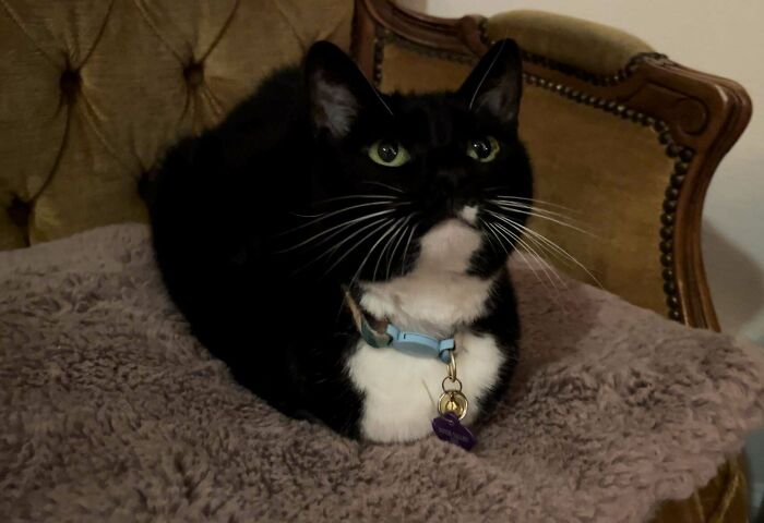 Tuxedo cat sitting on a plush blanket, looking sophisticated with a blue collar, against an upholstered chair background.