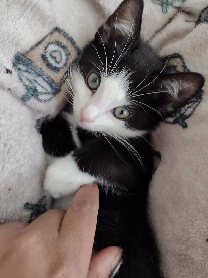 A tuxedo cat lying on a blanket, playfully interacting with a person's hand.