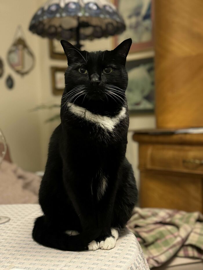 Tuxedo cat sitting on a patterned tablecloth, exuding a sophisticated yet humorous charm in a cozy room.