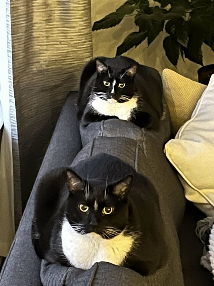 Two tuxedo cats sitting on a gray couch looking sophisticated and slightly comical.