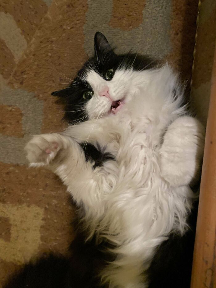 Tuxedo cat lying on its back with a playful expression on a patterned carpet.