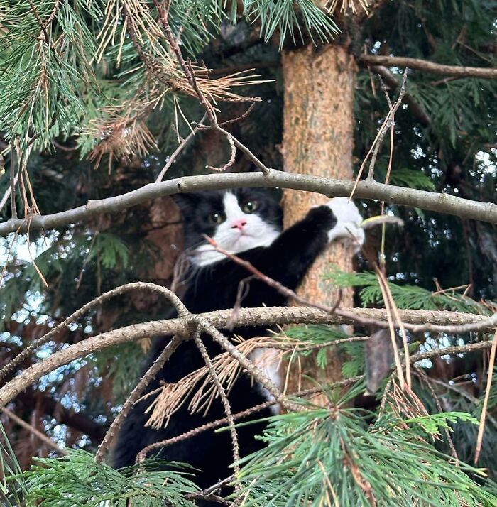 Tuxedo cat climbing a tree, looking playful and curious amidst pine branches.