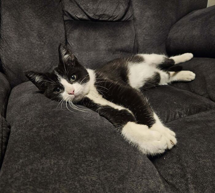 Tuxedo cat lounging on a sofa, looking relaxed and sophisticated.
