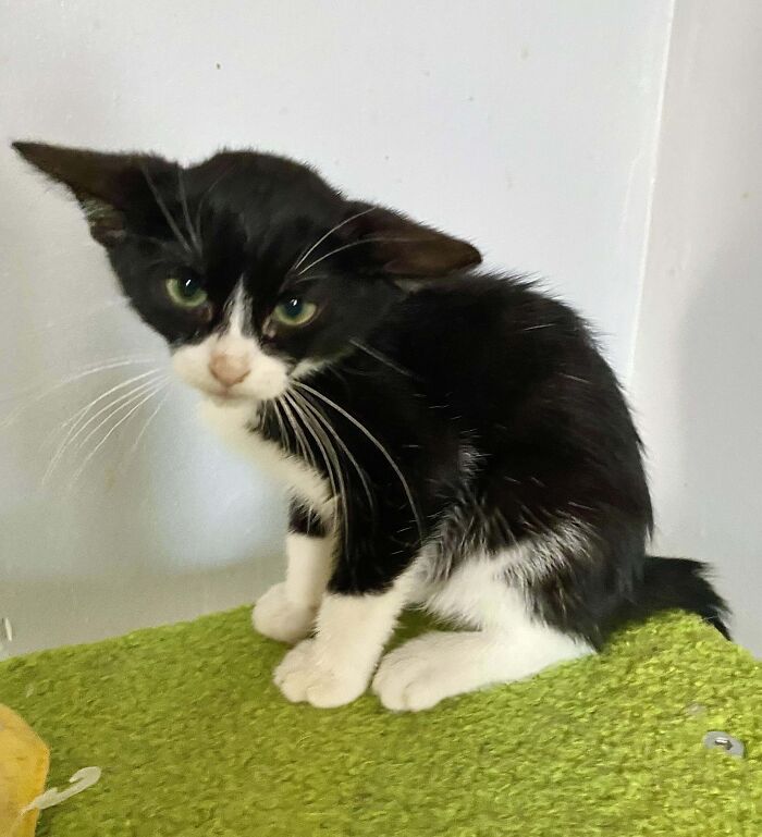 Tuxedo cat sitting on a green surface, looking amused and sophisticated.