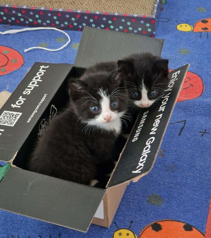 Two tuxedo cats sitting snugly in a cardboard box on a colorful carpet.