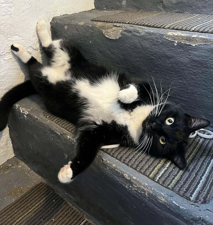 Tuxedo cat lying playfully on stairs, exuding a humorous yet sophisticated charm.