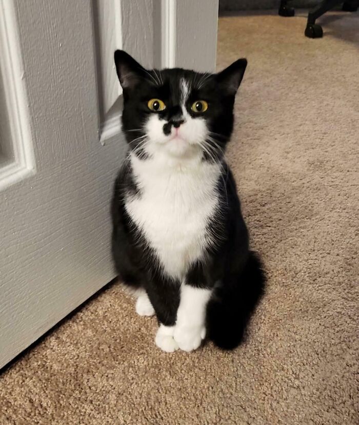 Tuxedo cat sitting on carpet, looking up with a curious expression by a door.