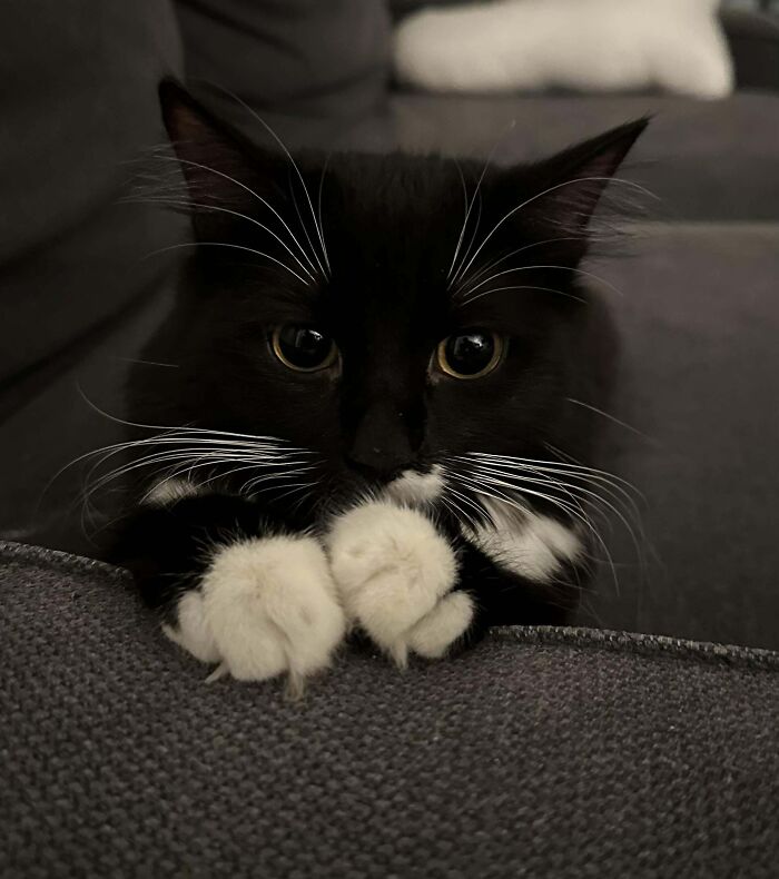 Tuxedo cat with curious eyes and white paws peeking over a couch.