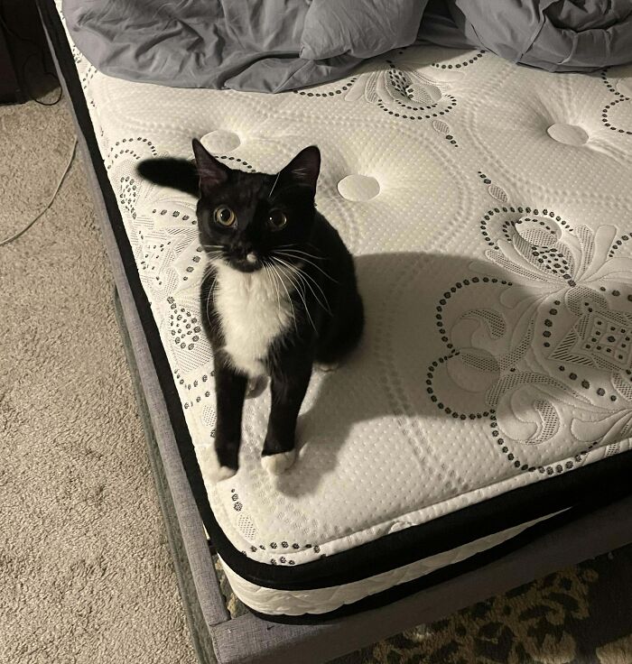 A tuxedo cat looking up while sitting on a patterned mattress, creating a comical and sophisticated impression.