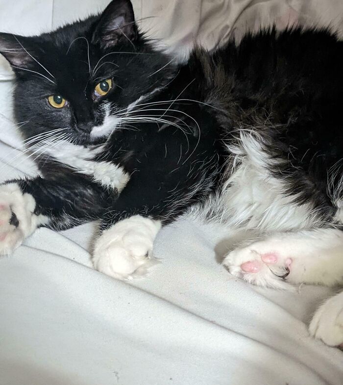 Tuxedo cat lounging on a bed, showcasing its fluffy black and white fur with an amusingly sophisticated expression.