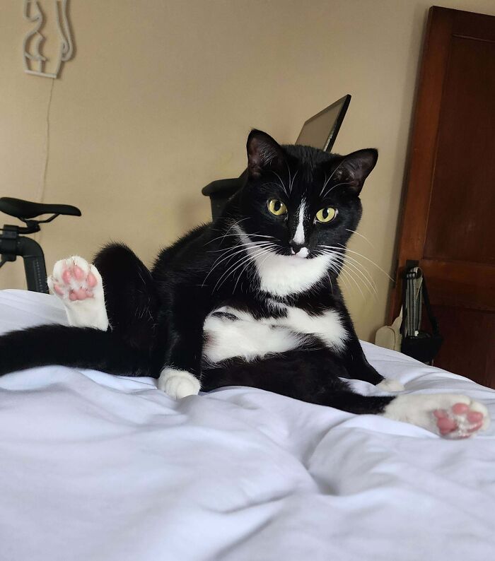 Tuxedo cat sitting humorously on a bed with paws up, looking at the camera.
