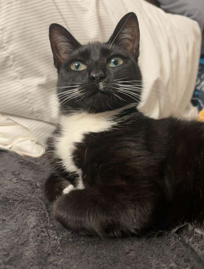 Tuxedo cat lounging on a bed, looking up with a curious expression.