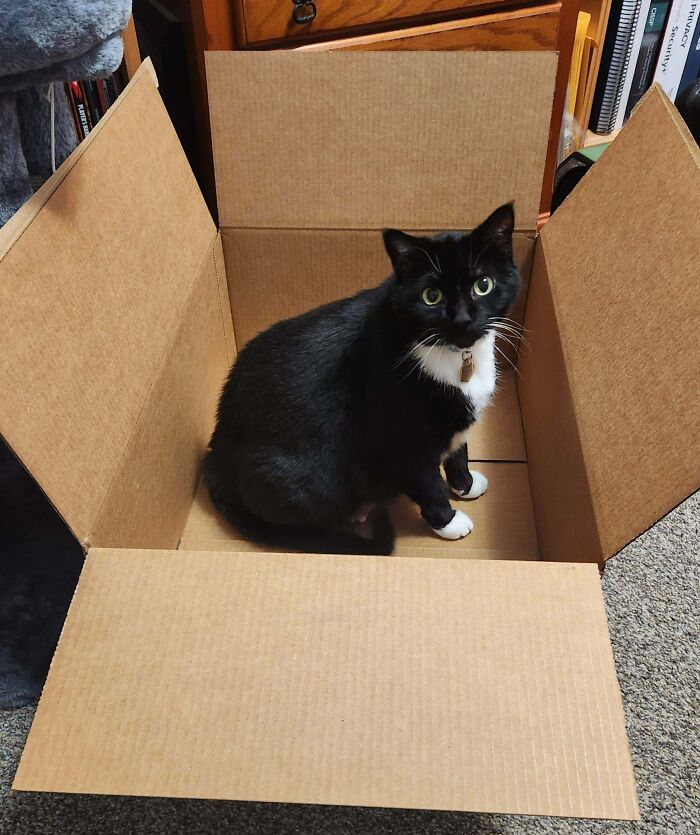 Tuxedo cat sitting inside a cardboard box, looking curious and playful.