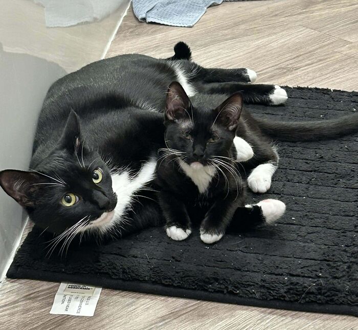 Two tuxedo cats lying on a black mat, one comfortably lounging and the other sitting alertly.