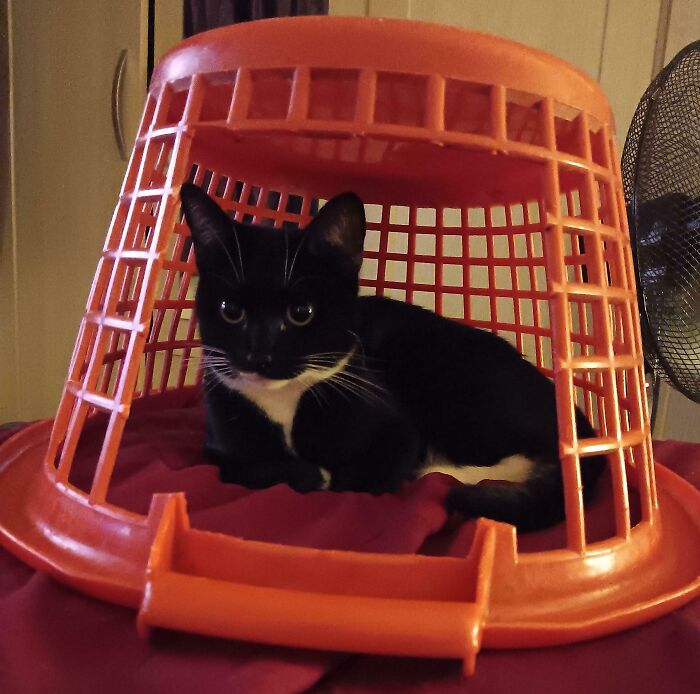 Tuxedo cat playfully sitting under an orange basket, showcasing its humorous side.