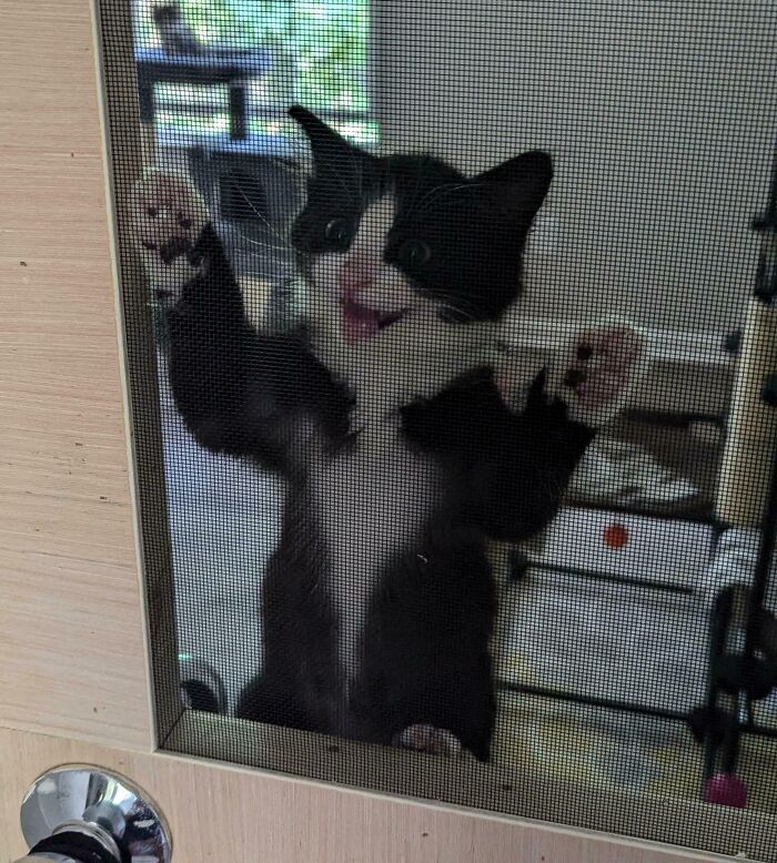 Tuxedo cat playfully climbing a screen door, looking humorous and animated.
