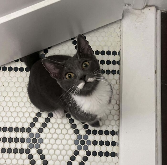 Tuxedo cat with a curious expression sitting on a black and white tiled floor.