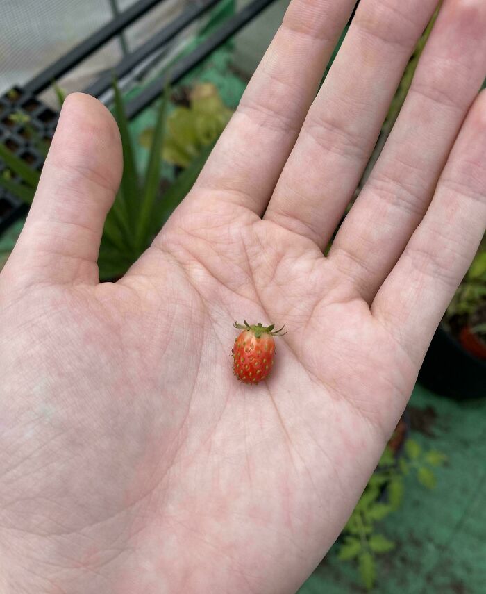 Tiny strawberry held in an open hand showing hilarious harvesting size contrast in a garden setting.