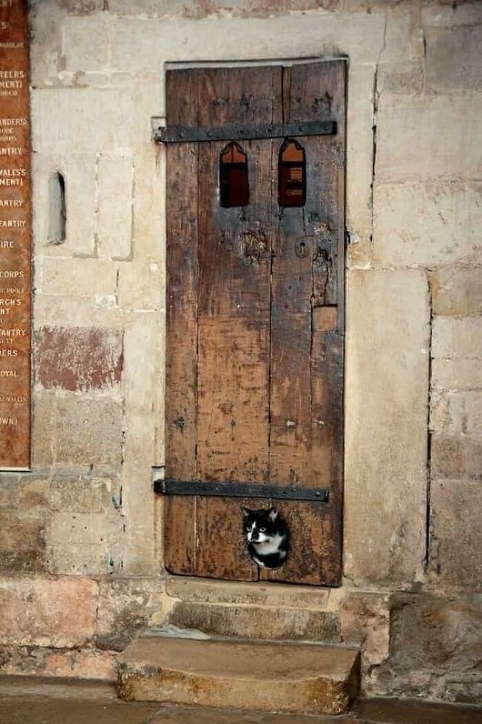 Ancient artefacts: Rustic wooden door with cat peeking through a small opening at the bottom.