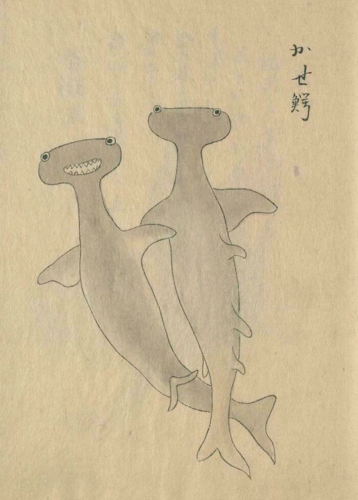 Ancient artefact illustration of two hammerhead sharks with Japanese writing on a beige background.