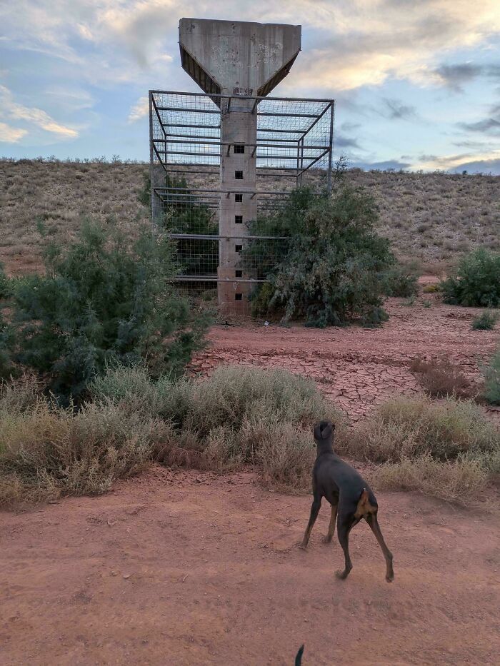 Dog observing a strange metal and concrete structure in a dry landscape, evoking curiosity about weird objects.