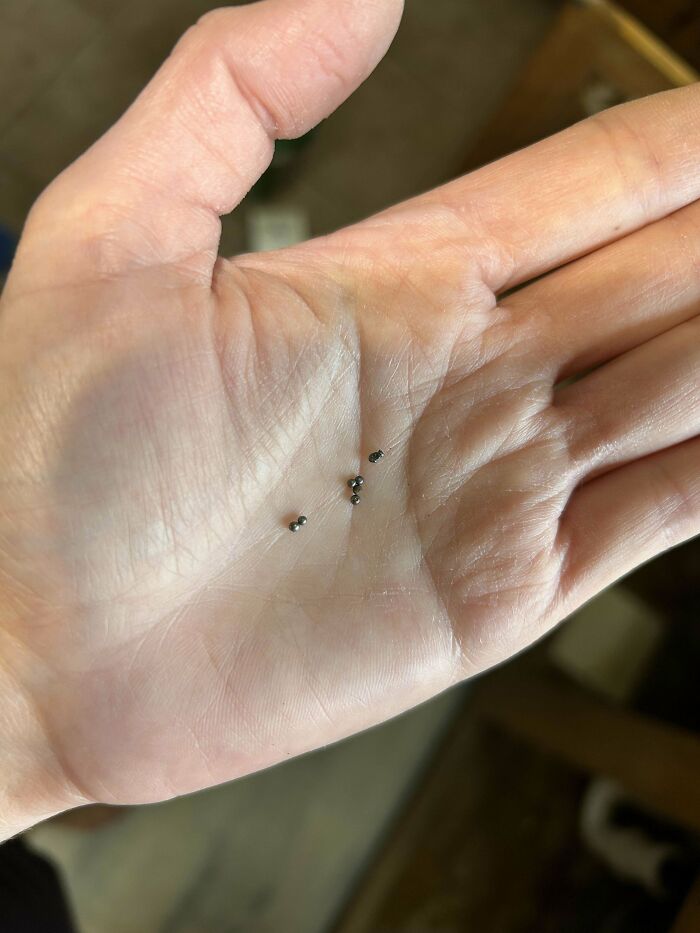 Hand holding tiny mysterious black objects, showcasing a weird discovery close-up.