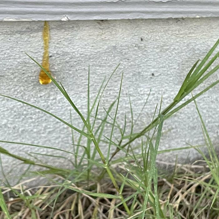 Weird object resembling amber sap dripping down a wall near grass.