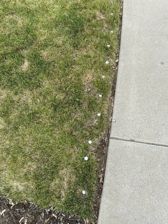 Weird objects: small white discs on grass beside a concrete pathway.