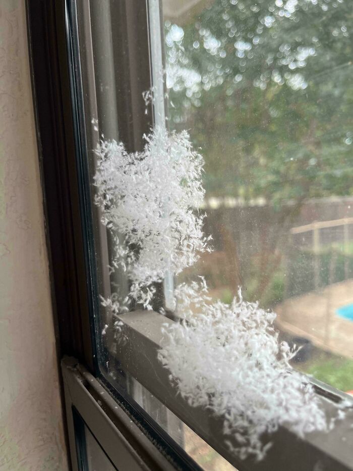 Strange white substance resembling feathers stuck to a window, with a blurred outdoor background.
