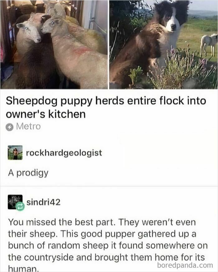 Sheepdog puppy hilariously herds random sheep into owner's kitchen, highlighting funny side of Tumblr.
