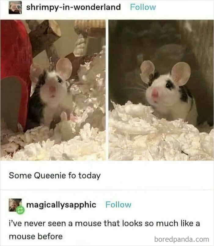 Mouse peeking from bedding in a funny Tumblr post highlighting "The Ugly Side Of Tumblr" comments.