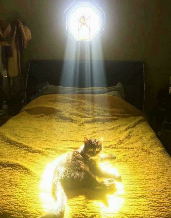 Cat bathed in sunlight on a bed, creating an accidental Renaissance painting effect.