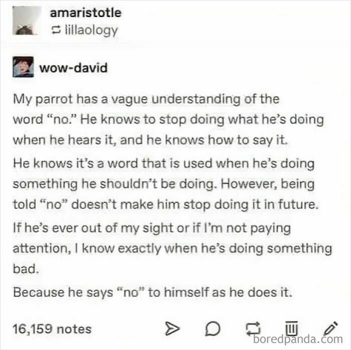 Funny Tumblr post about a parrot understanding the word "no" but still misbehaving while repeating it.