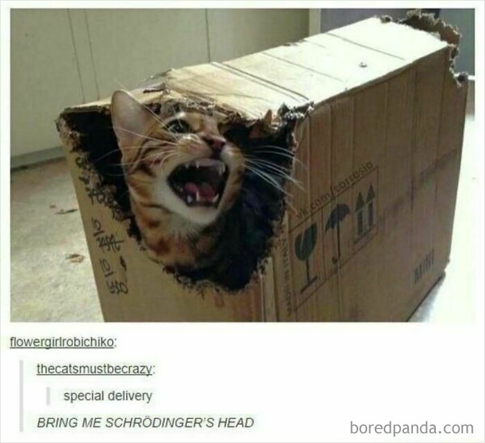 Cat humorously stuck in a box with funny Tumblr caption referencing Schrödinger's cat, highlighting Tumblr's wild side.