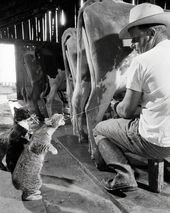 Farmer milking cow with playful cats capturing true happiness in a barn setting.