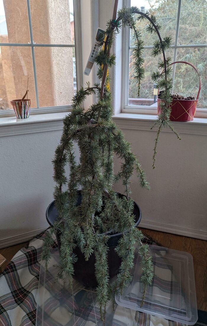 Potted tree indoors, leaning and sagging like a whimsical decoration, on checkered fabric near a window.
