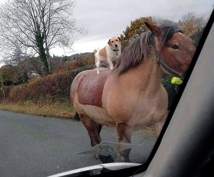 Perro en la espalda de un caballo, mostrando animales actuando sin sentido en modo goblin, caminando por la carretera.